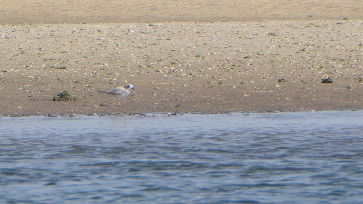 Piping Plover - ML645282186