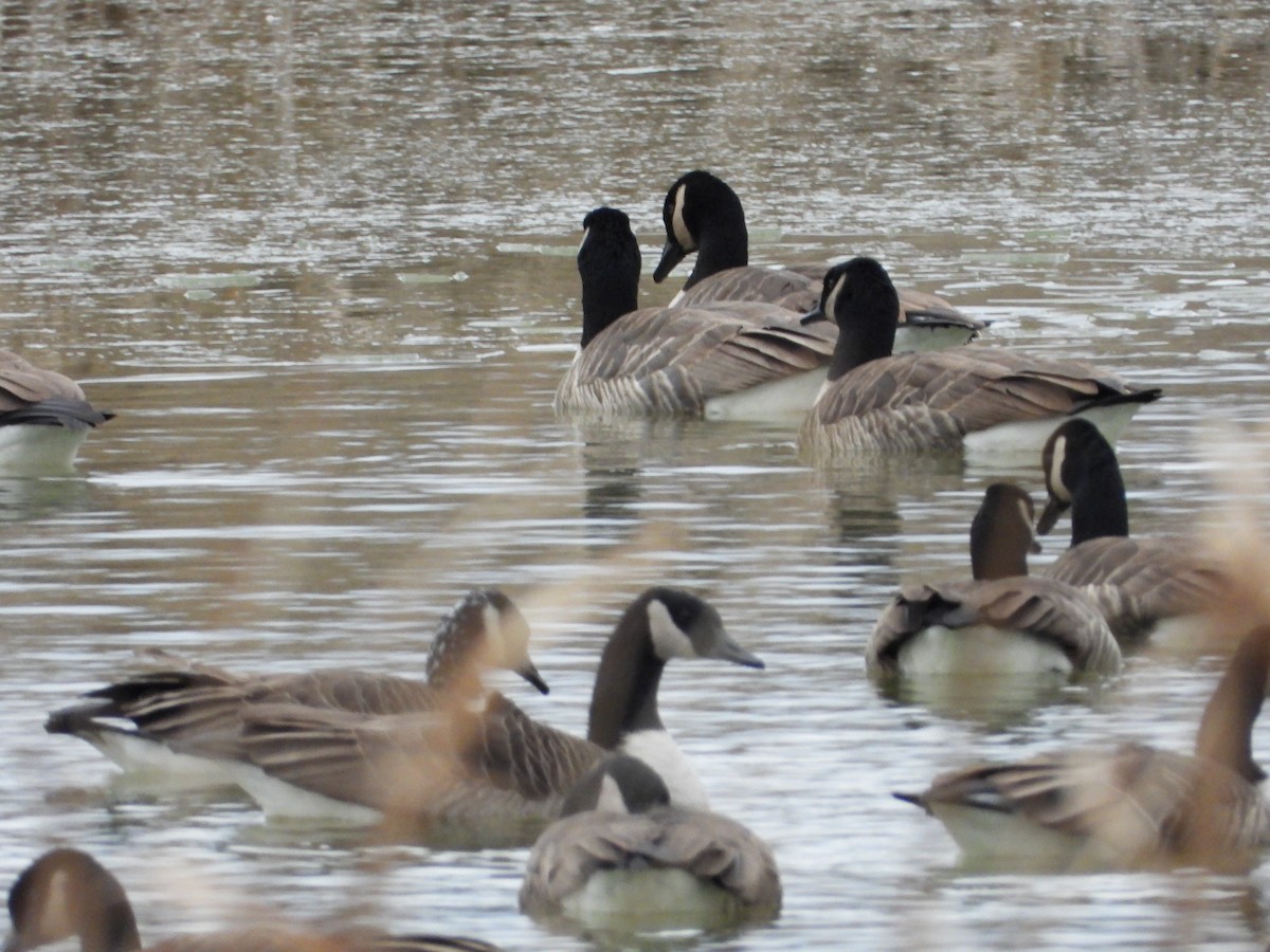 Kanada Kazı - ML645282187