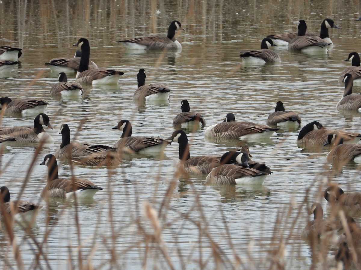 Kanada Kazı - ML645282188