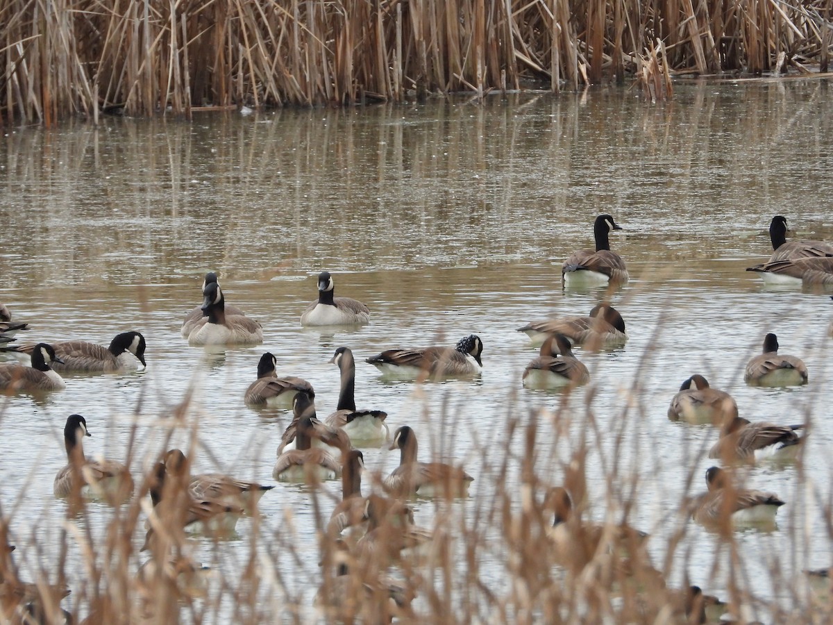 Kanada Kazı - ML645282189