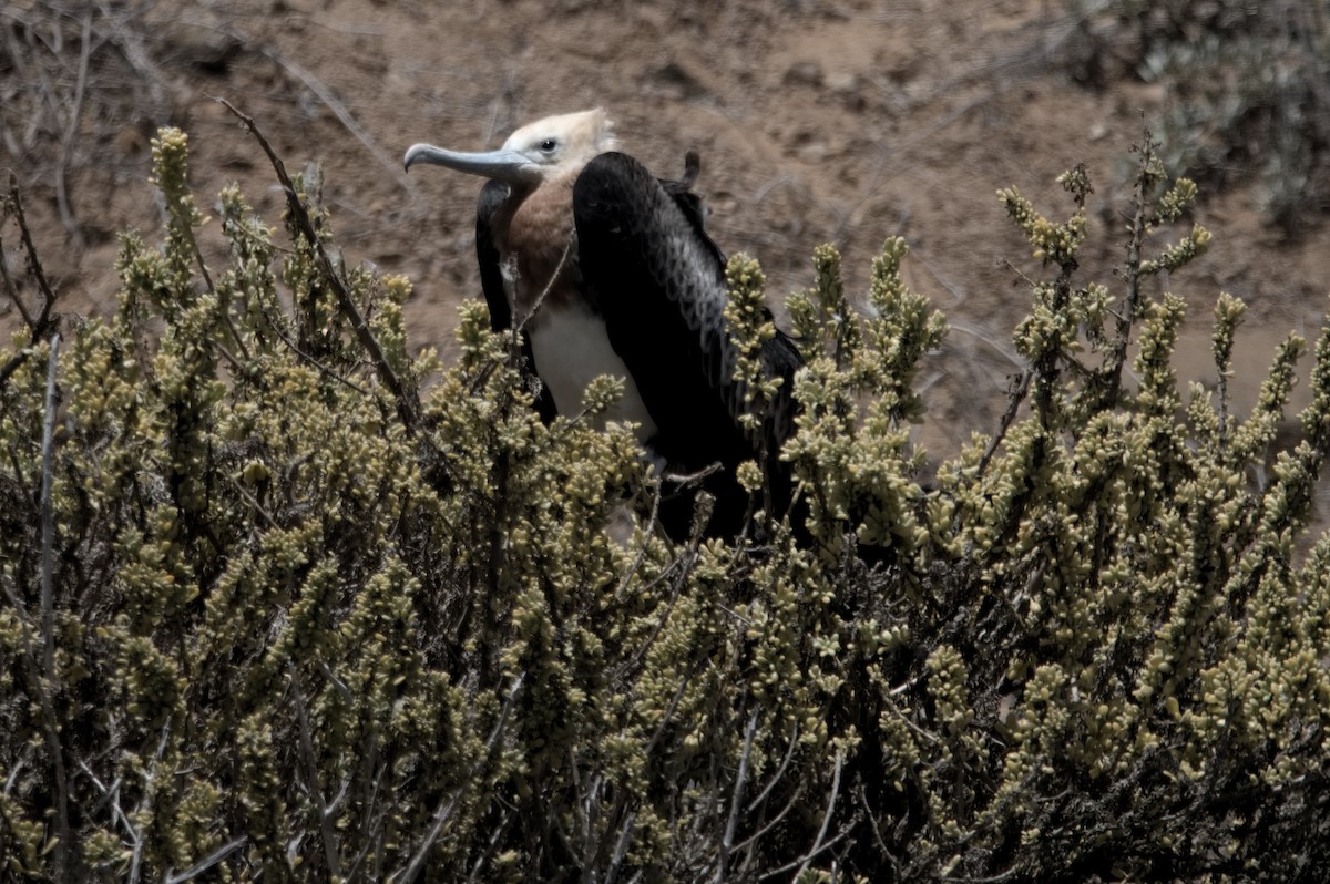 פריגט גדול - ML645282191