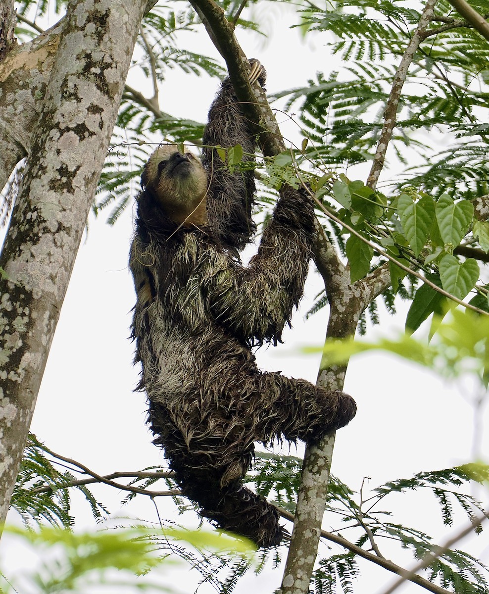 Bradipo tridattilo - ML645282204