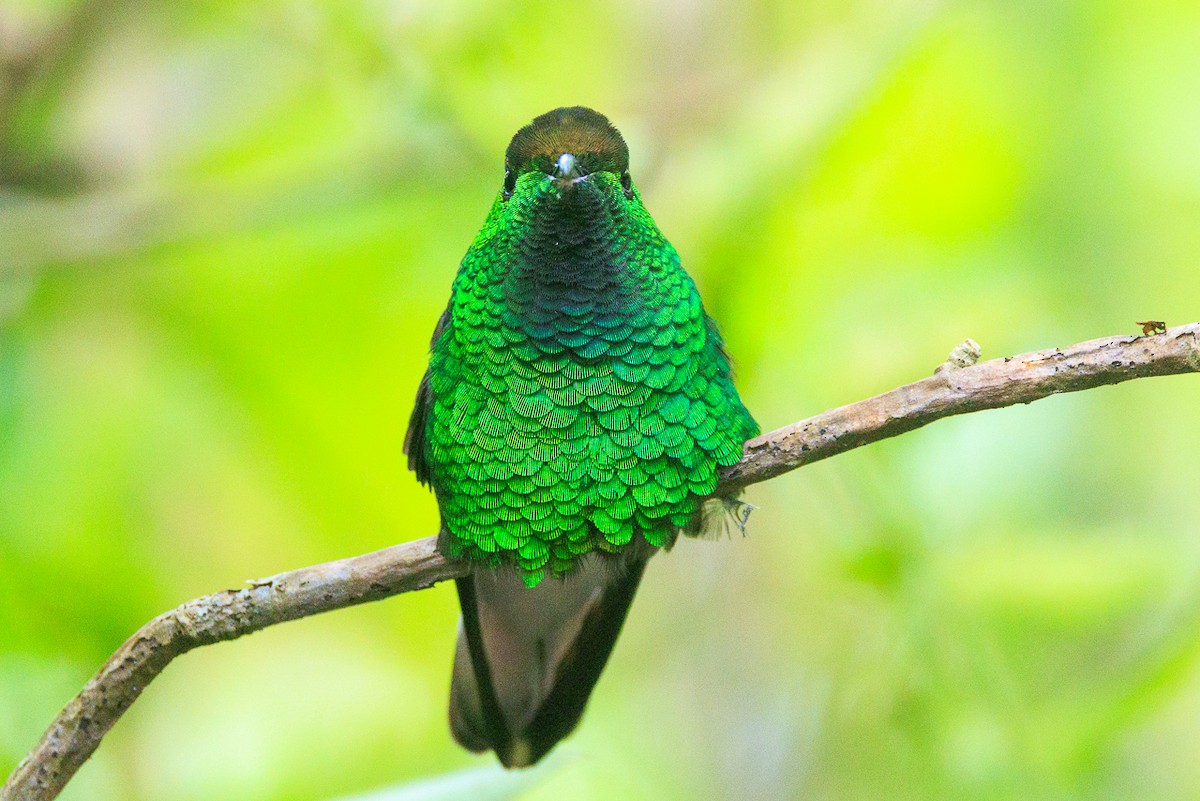 Coppery-headed Emerald - ML645282205