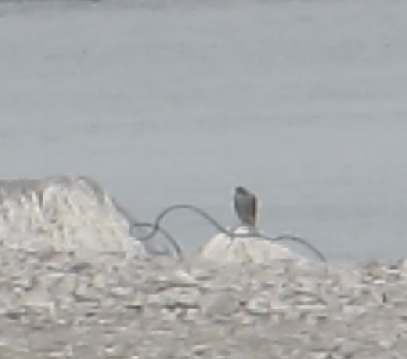 Peregrine Falcon - ML645282206