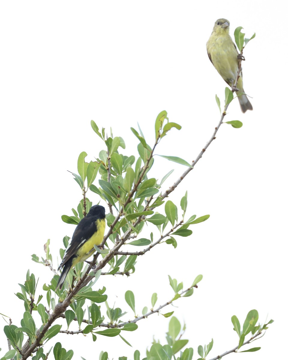 Lesser Goldfinch - ML645282207