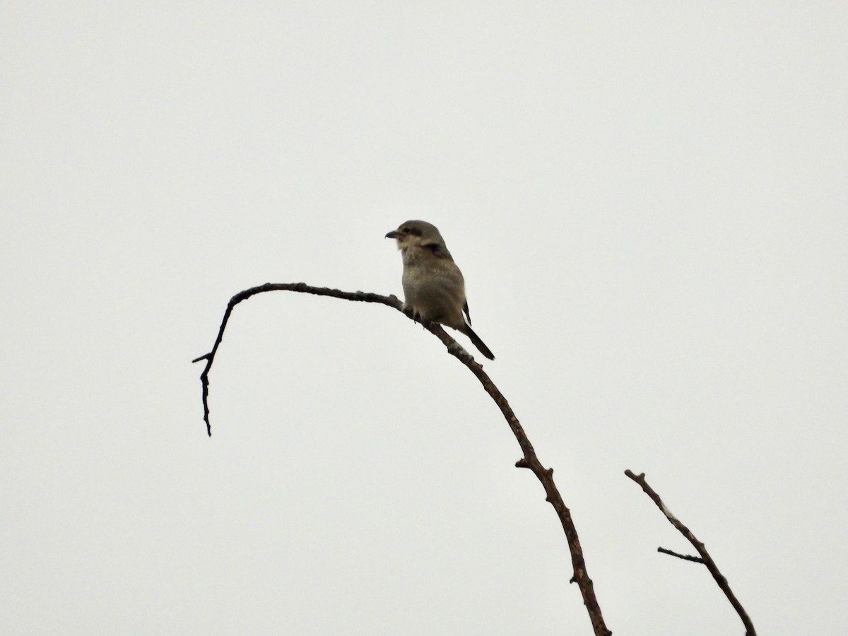 Boreal Örümcekkuşu - ML645282209