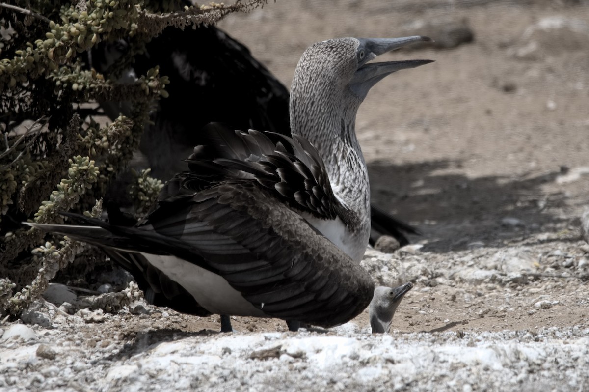 Blue-footed Booby - ML645282214