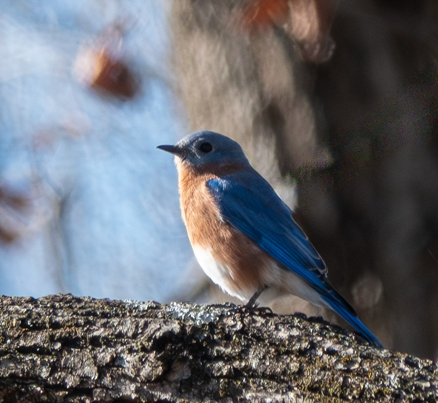 Eastern Bluebird - ML645282215
