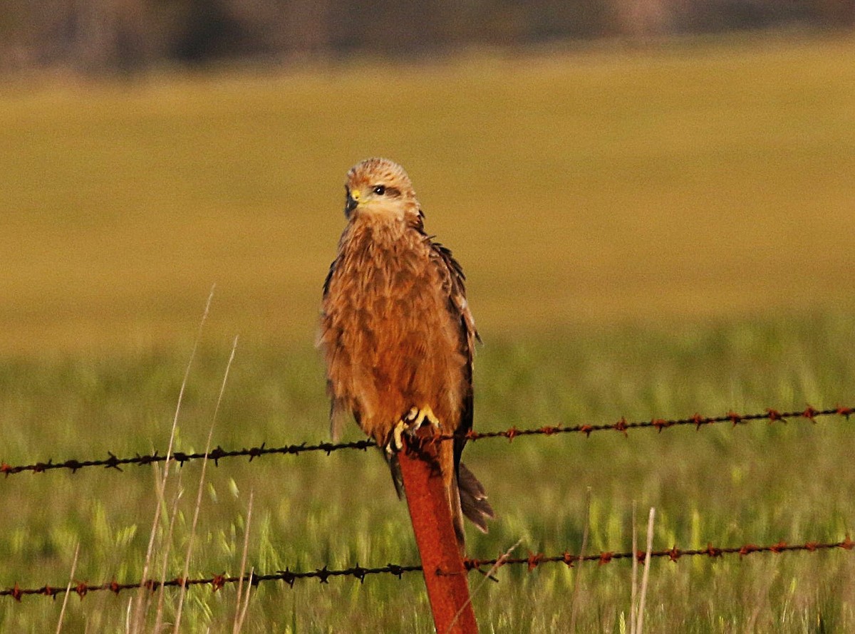 Black Kite - ML645282218