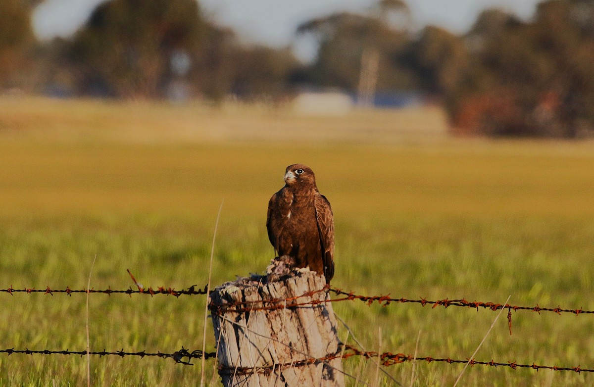 Black Falcon - ML645282232