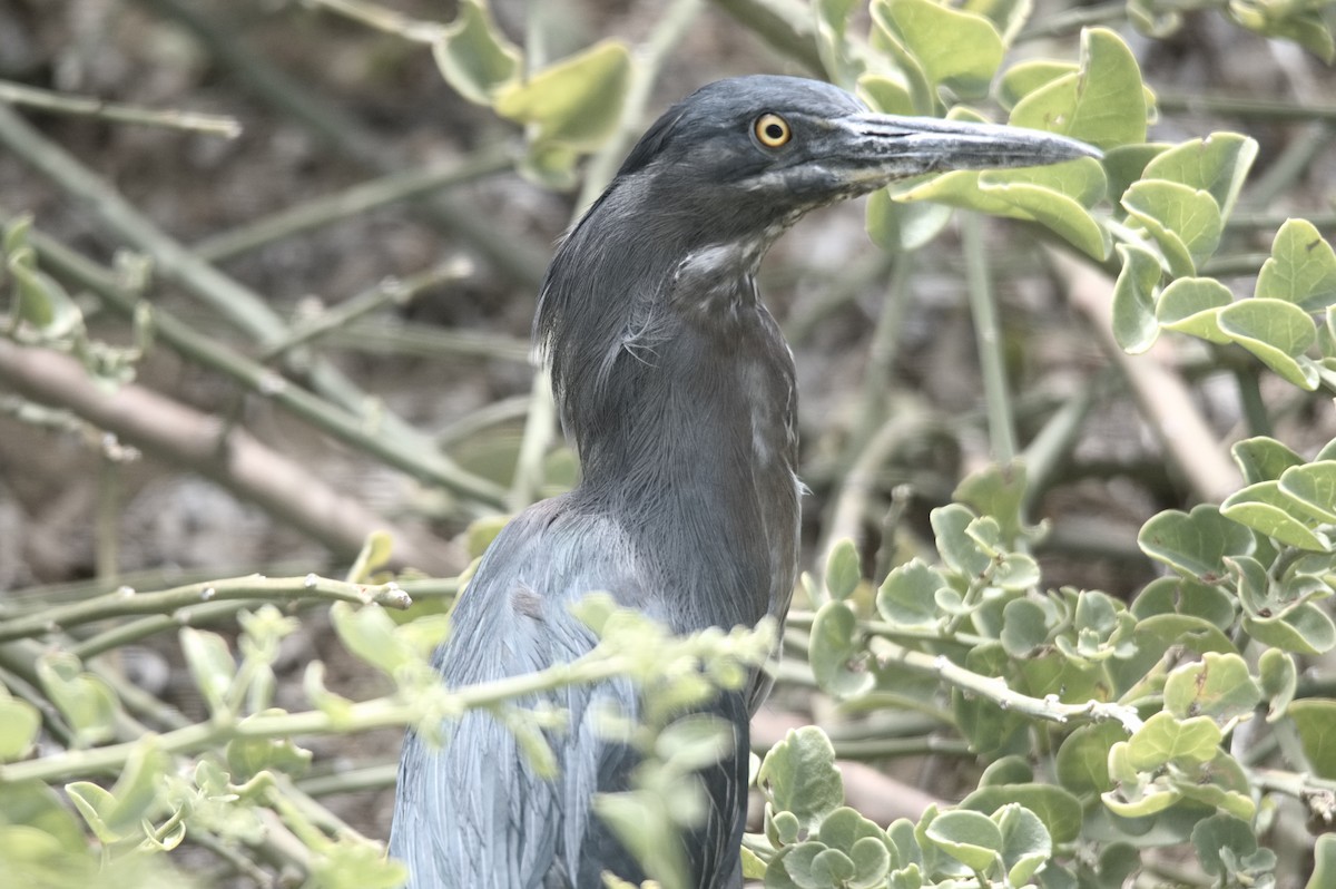 Lava Heron - ML645282233