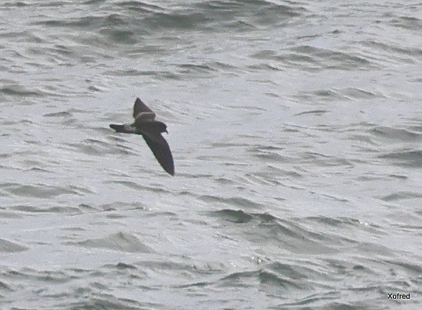 Leach's Storm-Petrel - ML645282251