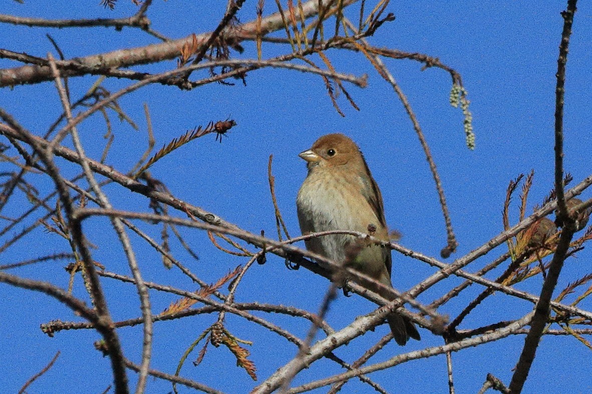 Indigo Bunting - ML645282256