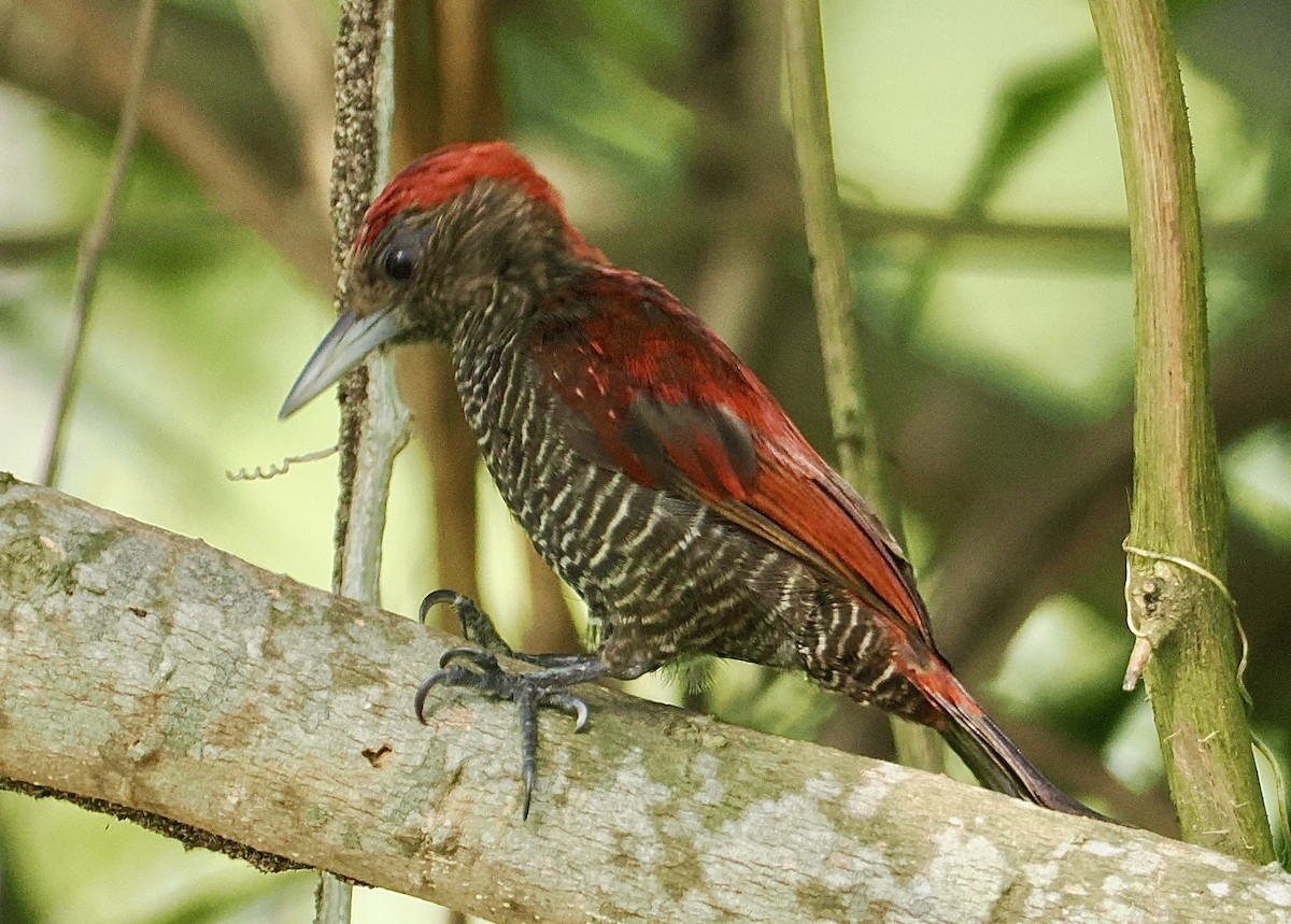 Blood-colored Woodpecker - ML645282259
