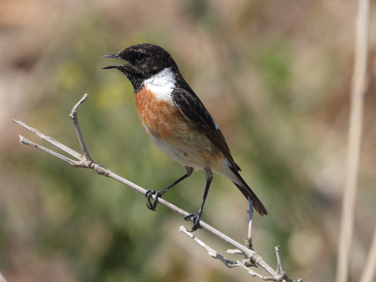 European Stonechat - ML645282260