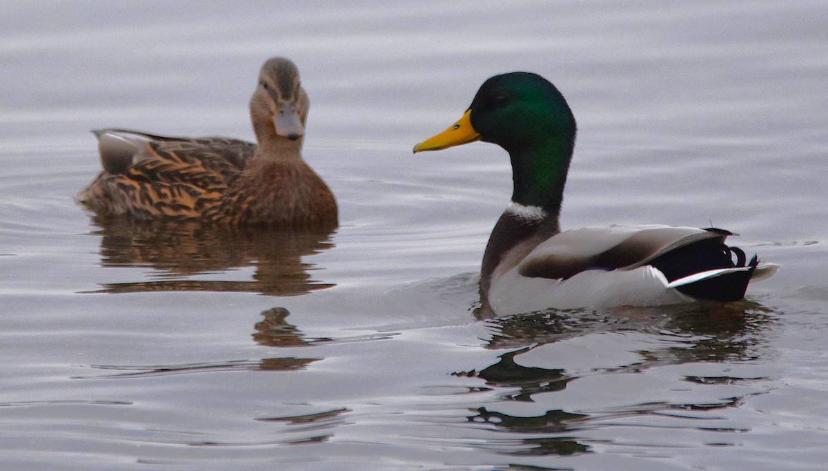 Кряква - ML645282261