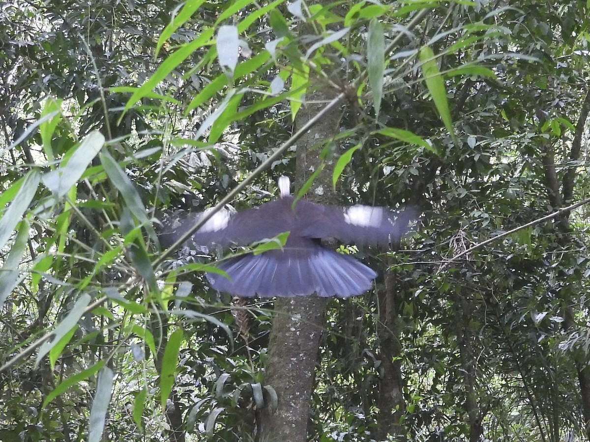 guan černočelý - ML645282268