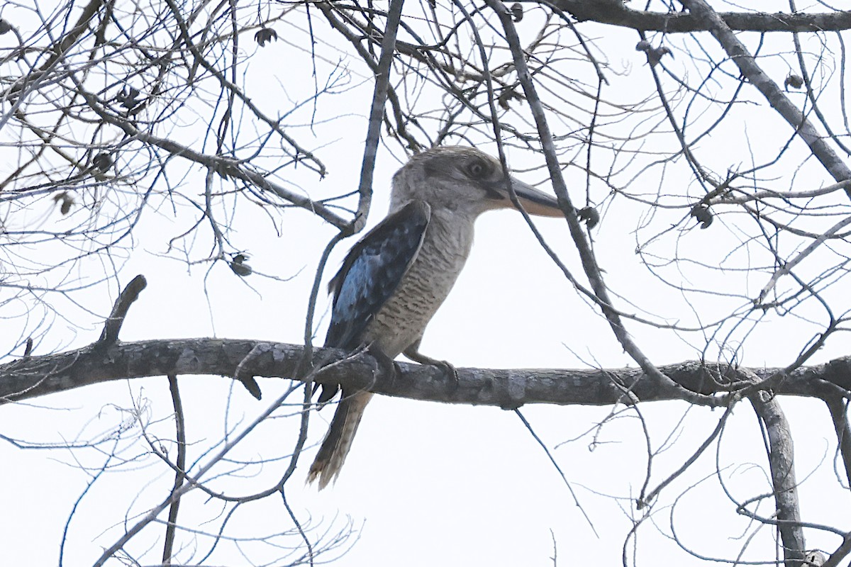 Blue-winged Kookaburra - ML645282272