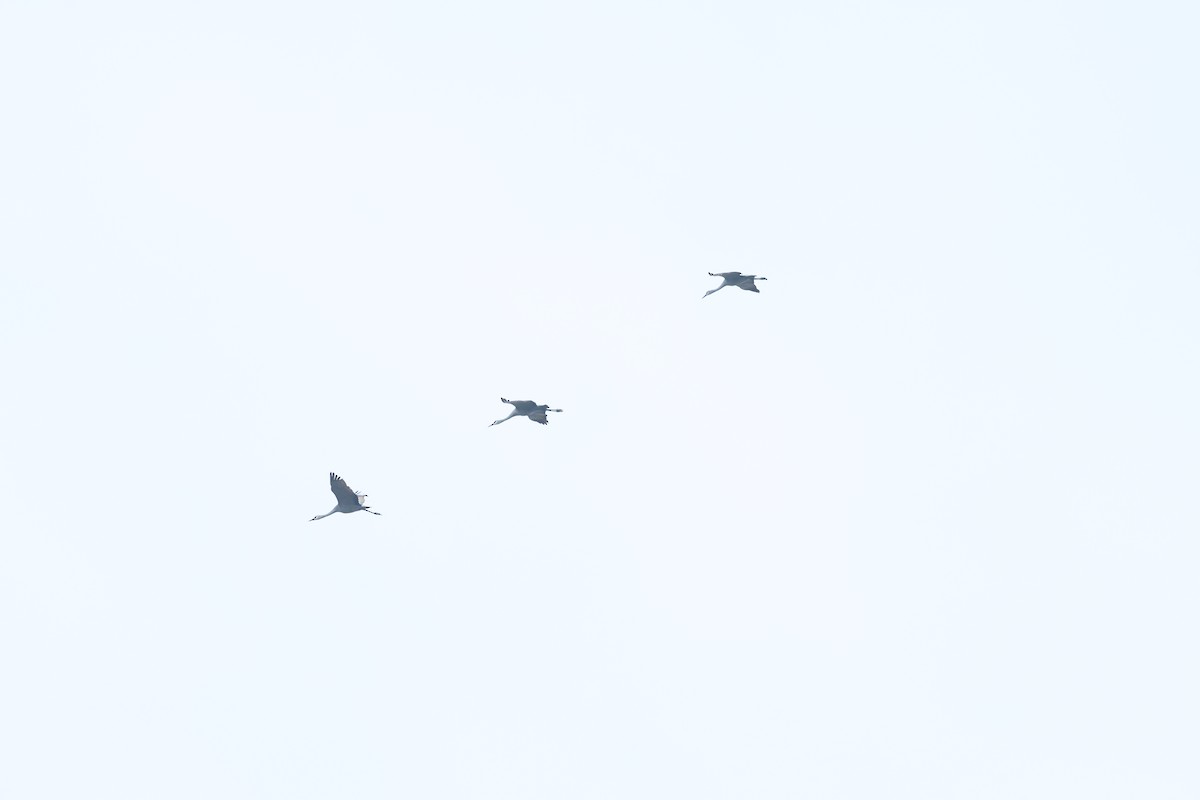 Sandhill Crane - ML645282276