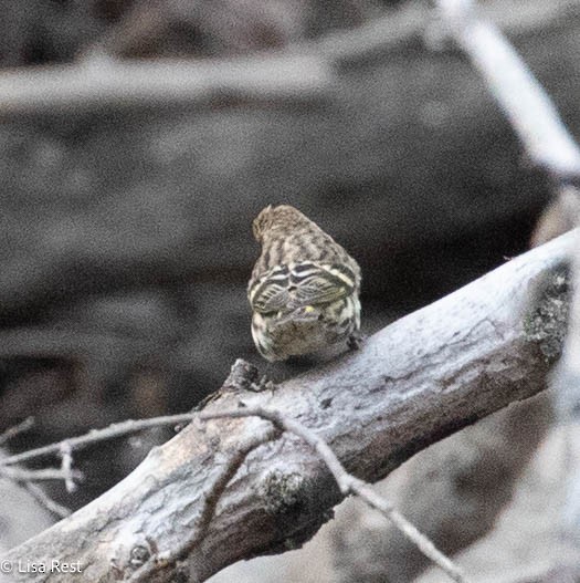 Pine Siskin - ML645282277