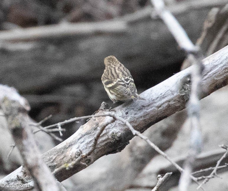 Pine Siskin - ML645282278