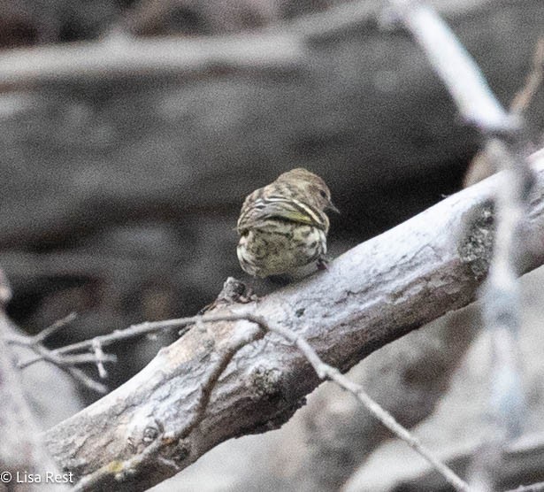 Pine Siskin - ML645282279