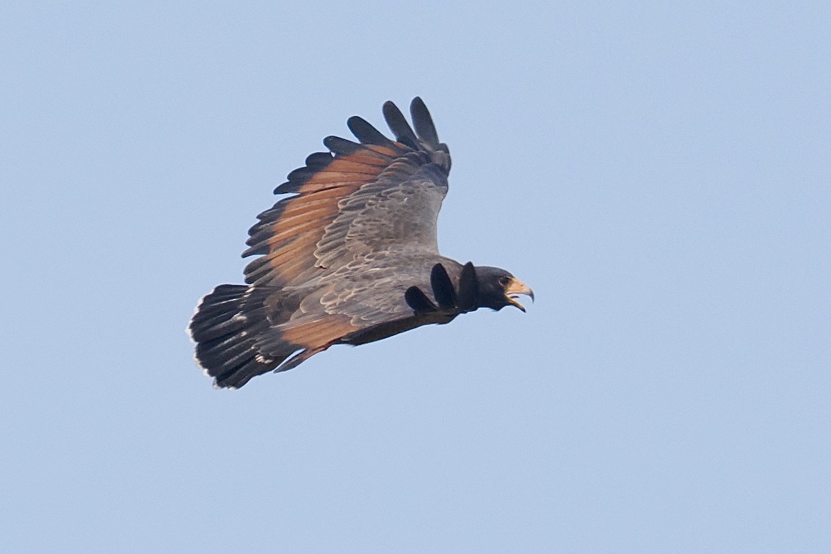 Rufous Crab Hawk - ML645282282