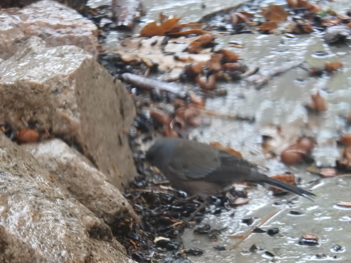 Dark-eyed Junco (Pink-sided) - ML645282284