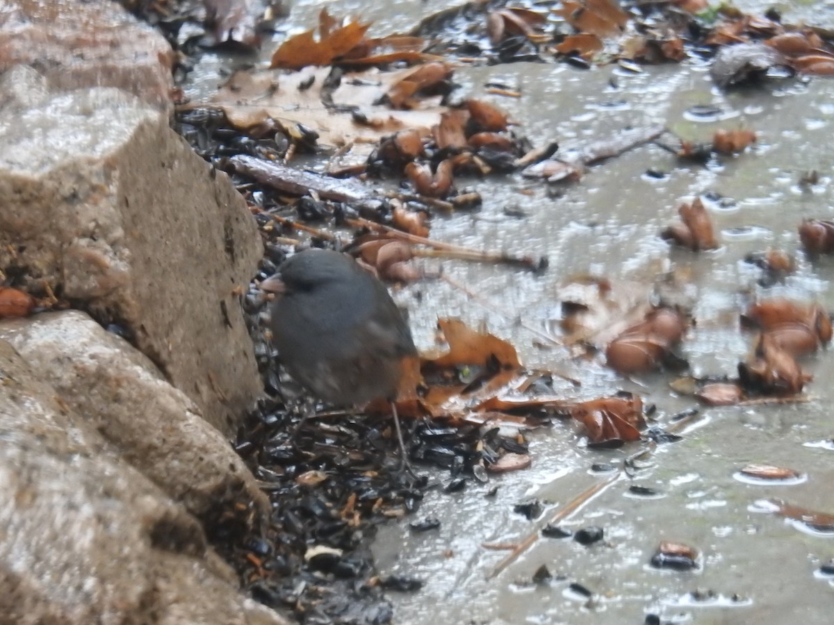 Dark-eyed Junco (Pink-sided) - ML645282285