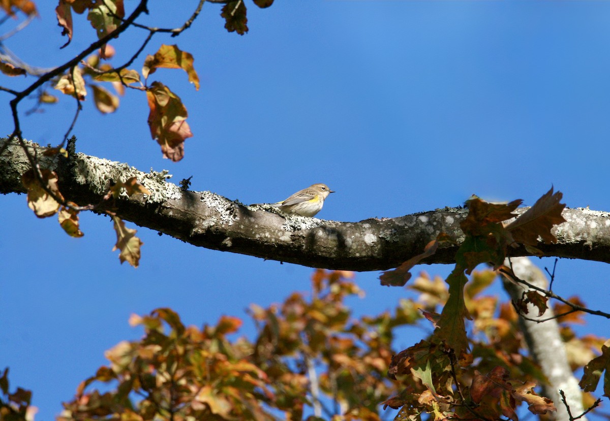 Yellow-rumped Warbler - ML645282314