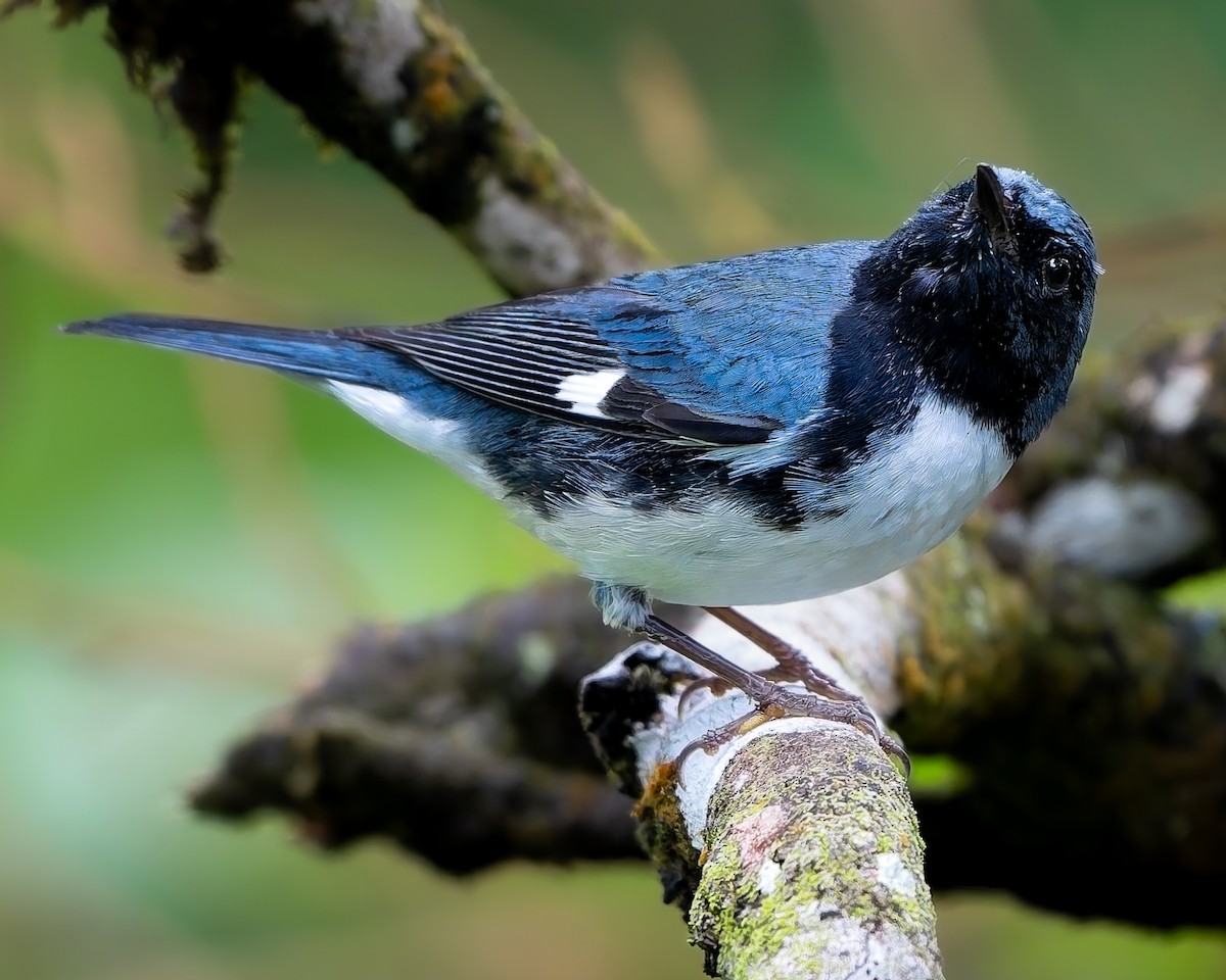 סבכון שחור-גרון - ML645282317