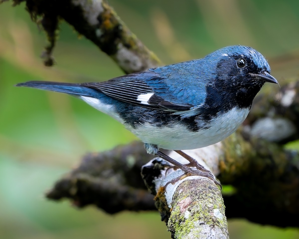 סבכון שחור-גרון - ML645282318