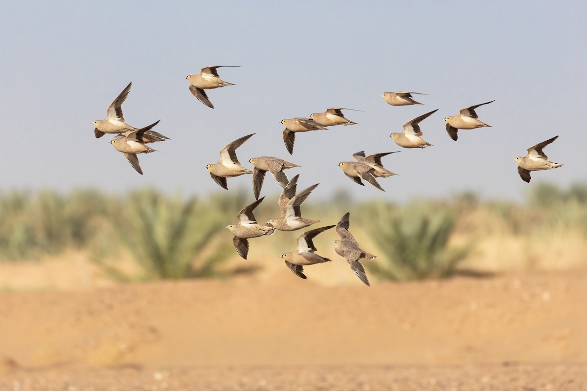 Crowned Sandgrouse - ML645282320