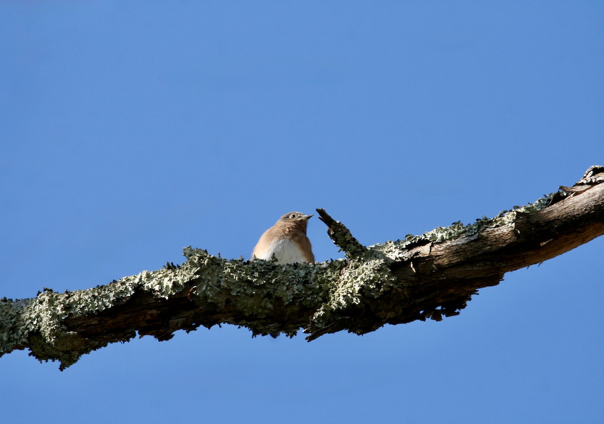 Eastern Bluebird - ML645282321