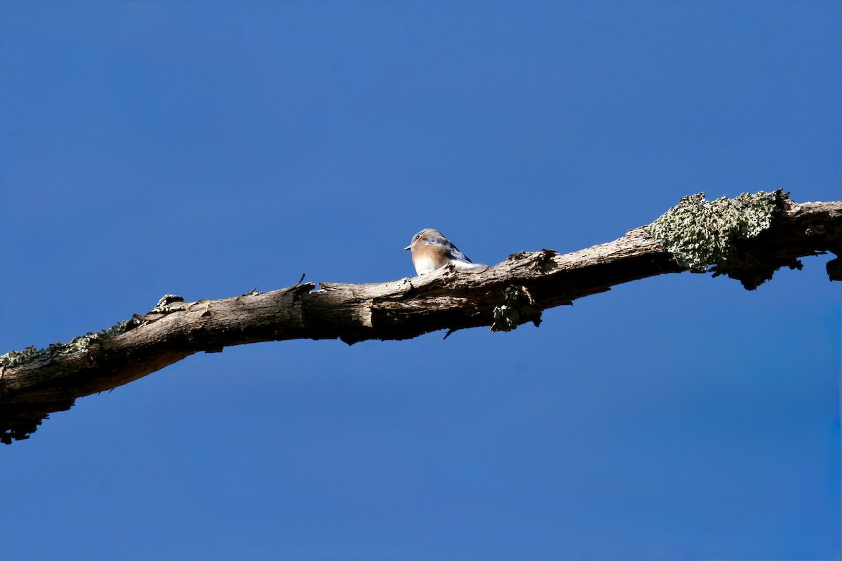 Eastern Bluebird - ML645282322