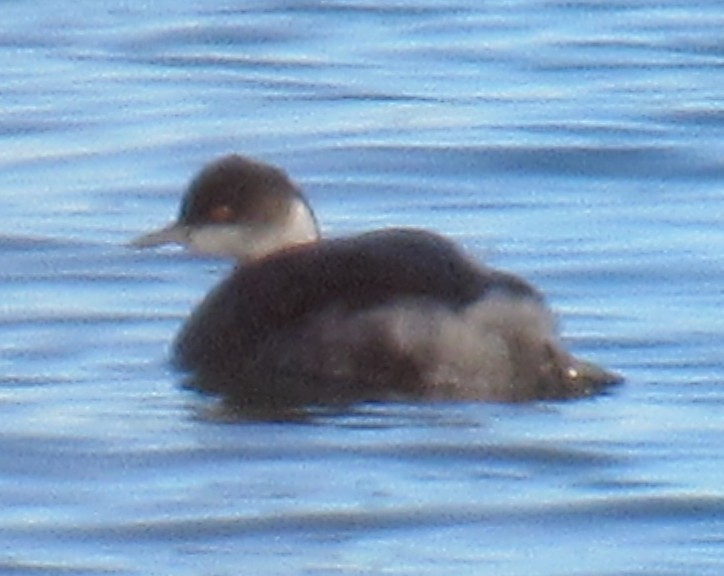 Eared Grebe - ML645282325