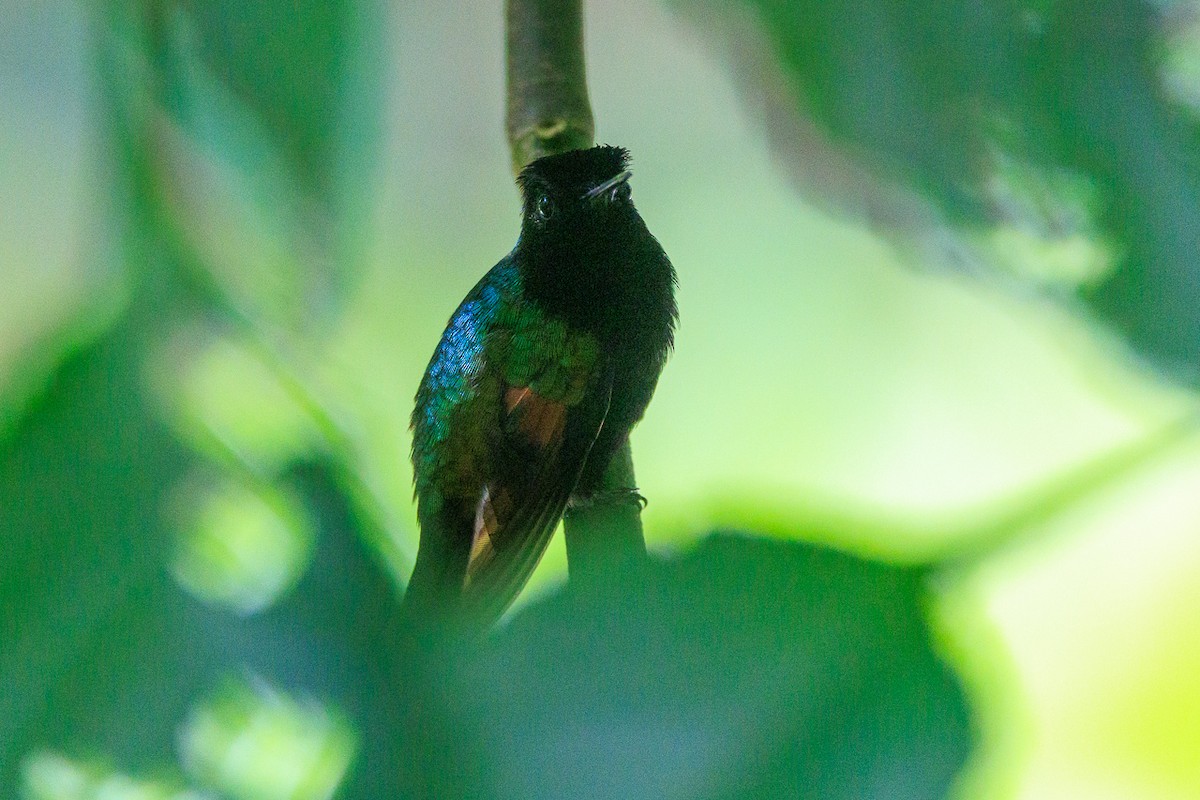 Black-bellied Hummingbird - ML645282330