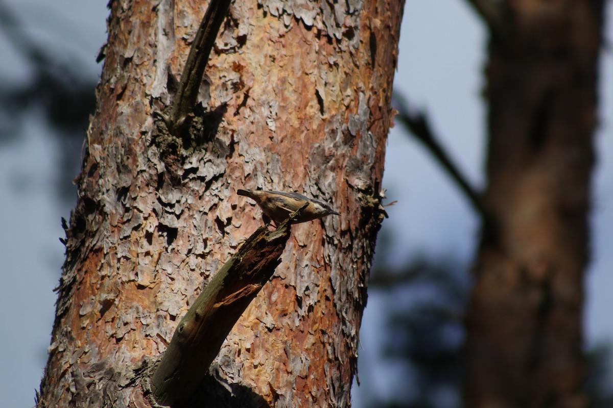 Garrapo eurasiarra - ML645282331