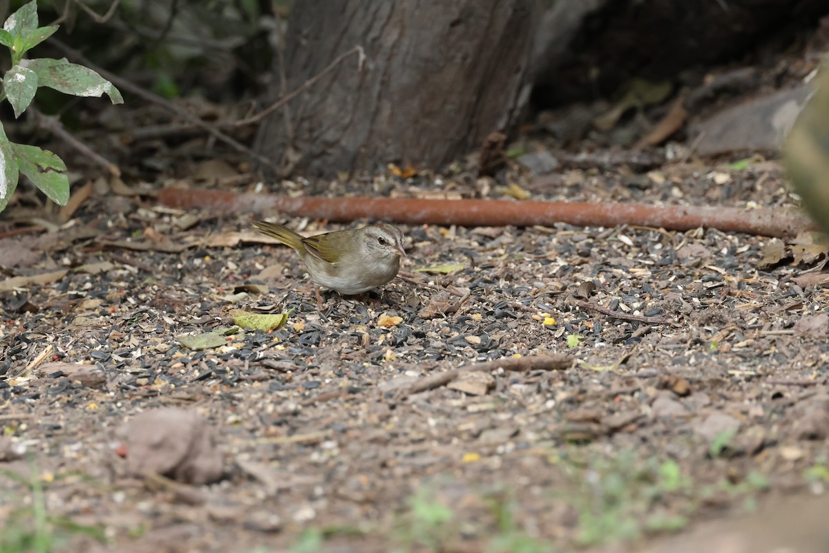 Olive Sparrow - ML645282343