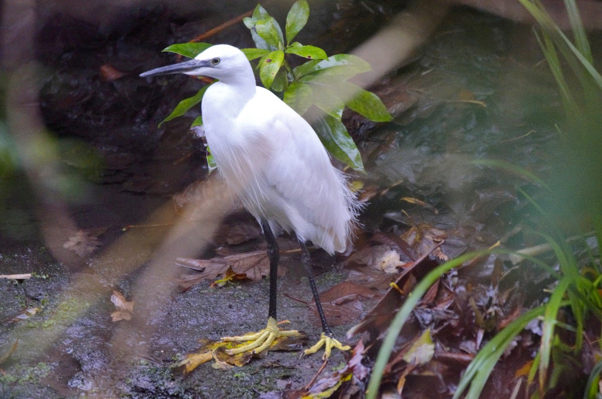 Seidenreiher - ML645282383