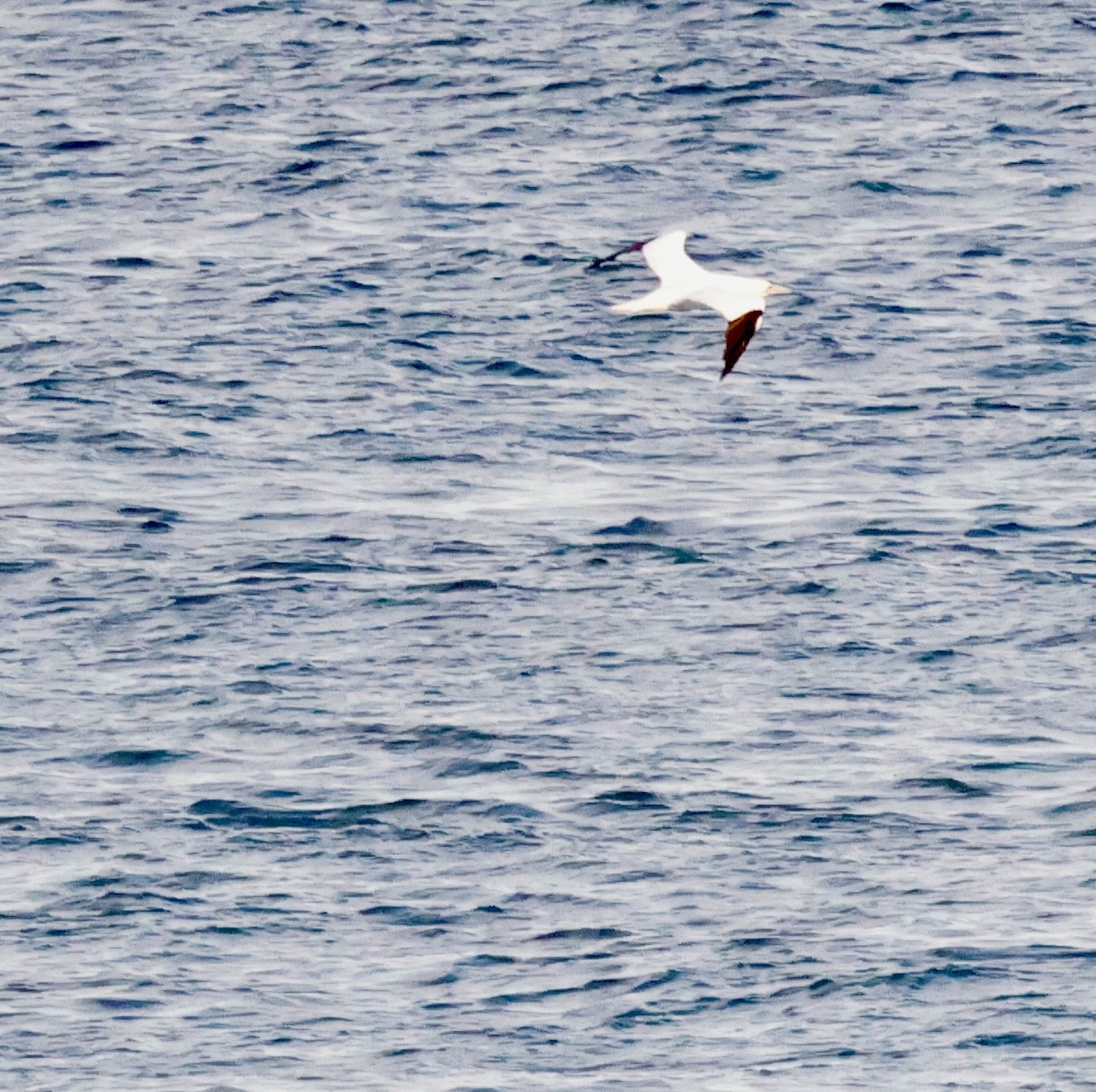 Alcatraz Atlántico - ML645282384