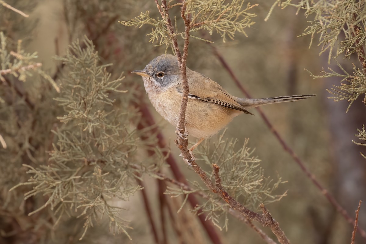 チャバラムシクイ - ML645282387