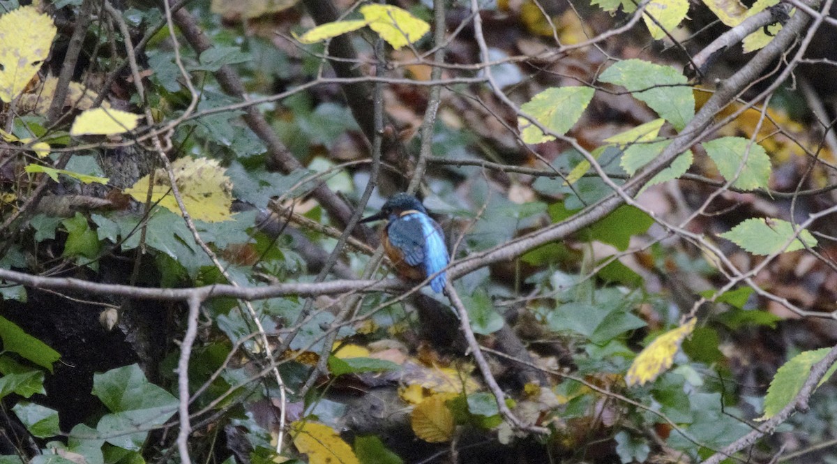 ledňáček říční - ML645282391