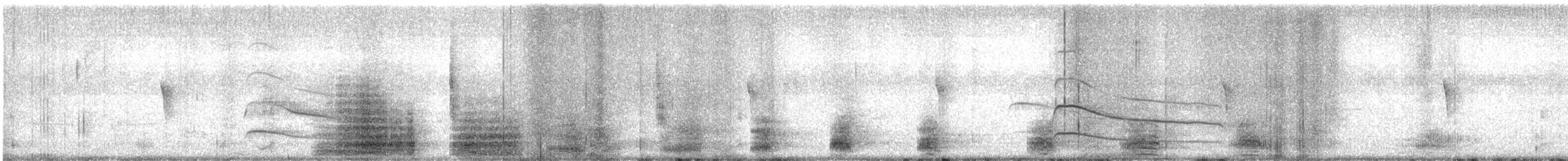 Koartza hauskara amerikarra - ML645282392