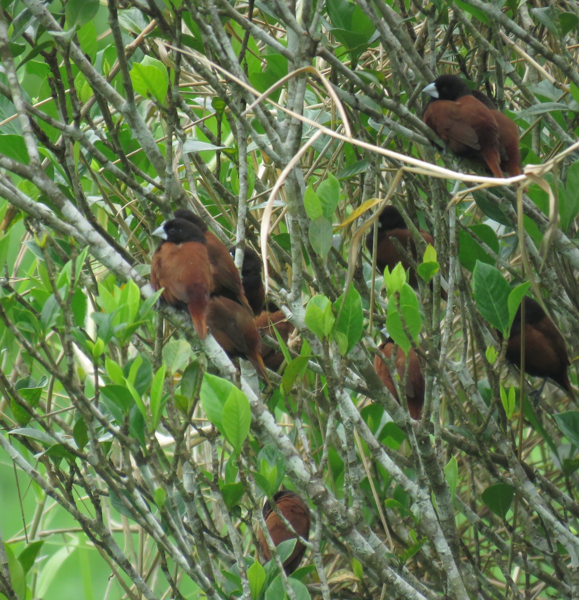 Capucin à tête noire - ML645282397