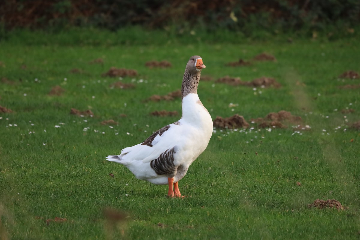 Ánsar Cisnal (variedad doméstica) - ML645282400