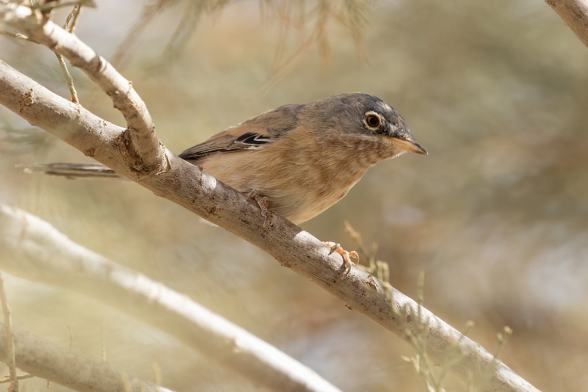 チャバラムシクイ - ML645282401