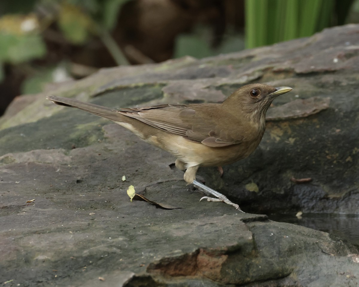 Merle fauve - ML645282403