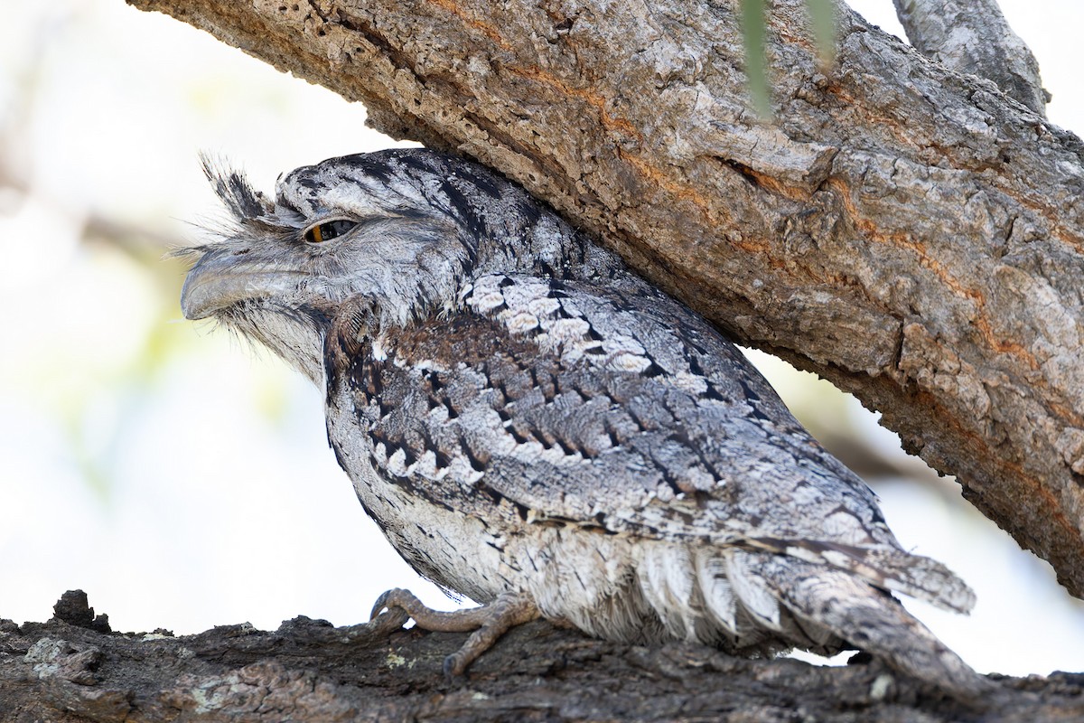 Tawny Frogmouth - ML645282410