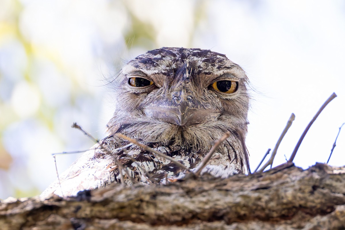 Tawny Frogmouth - ML645282411
